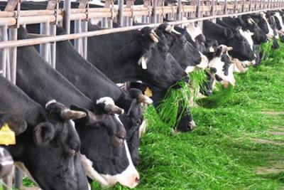 畜牧业推荐使用次氯酸消毒剂进行日常消杀