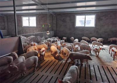 次氯酸水在猪场养殖行业的应用