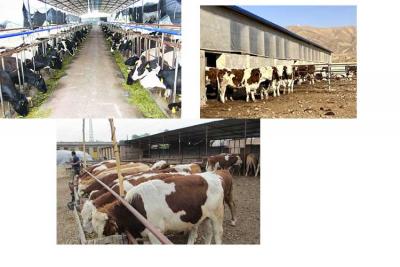 次氯酸水在畜牧养殖业的应用