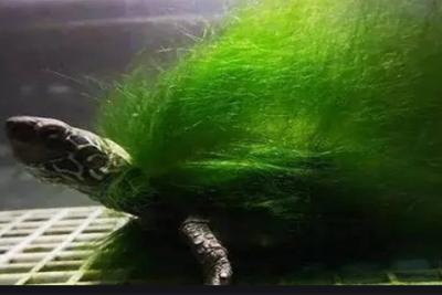 微酸性电解水在毒藻清除中的应用