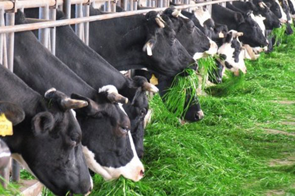 关于次氯酸发生器在畜牧行业的应用 关于次氯酸发生器在畜牧行业的应用