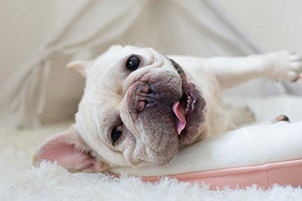 汪星人还是婴儿？不要纠结了，次氯酸让你可以兼得