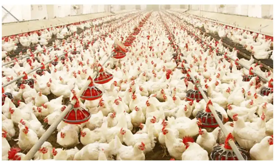 次氯酸畜牧养殖应用