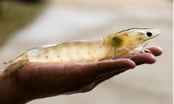 次氯酸水产养殖 次氯酸水产养殖