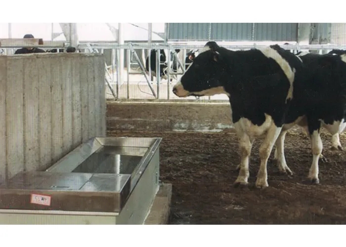 1668558864759575.jpg 牛.webp.jpg