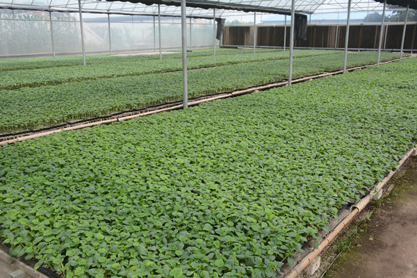 次氯酸种苗消毒