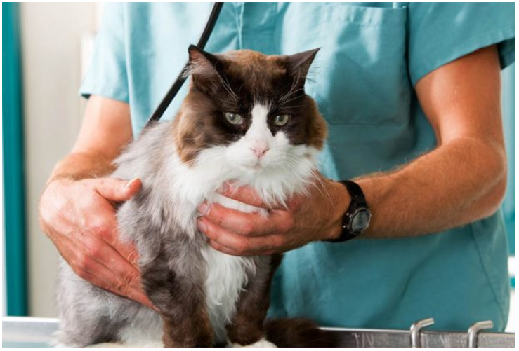 次氯酸宠物消毒 次氯酸宠物消毒