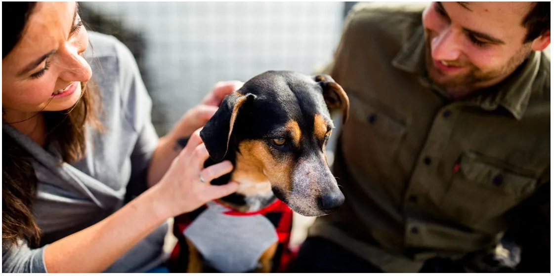 次氯酸宠物消毒