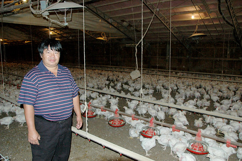 次氯酸鸡舍消毒