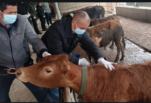 盛怀次氯酸发生器对动物疾病防控的案例 盛怀次氯酸发生器对动物疾病防控的案例