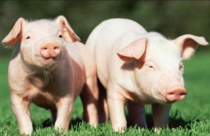 盛怀次氯酸水大大助力于猪场养殖行业