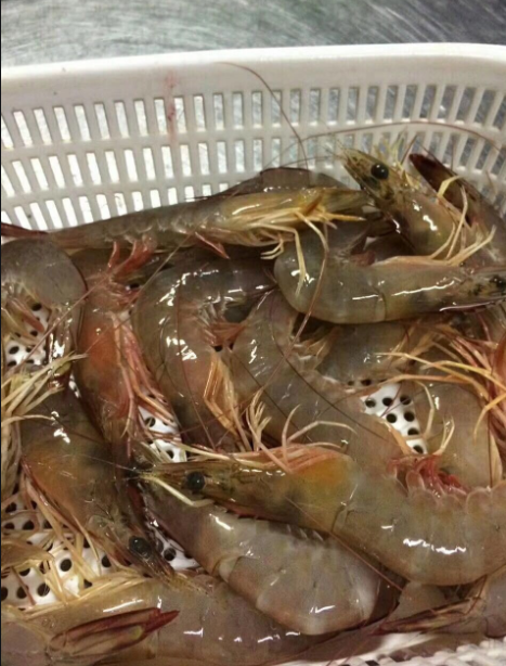 盛怀次氯酸水能有效改善虾致病菌感染 盛怀次氯酸水能有效改善虾致病菌感染