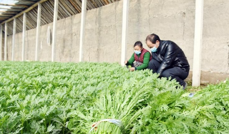 酸性电解水可有效应用于蔬菜和水果大棚