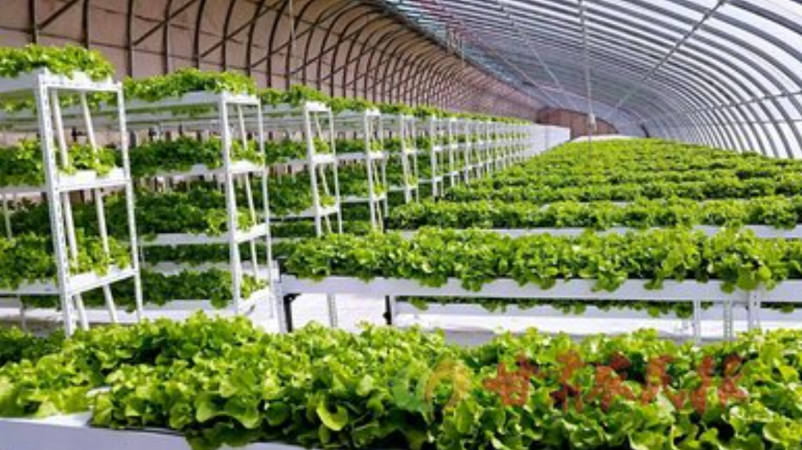 酸性电解水可有效应用于蔬菜和水果大棚