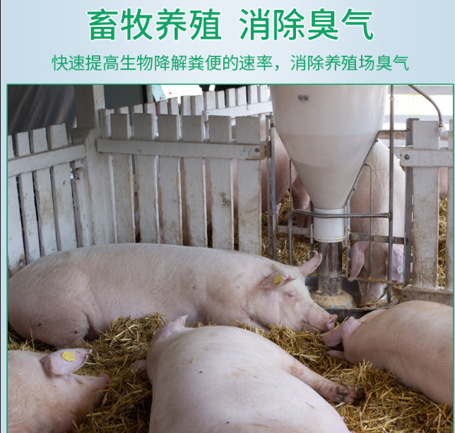 次氯酸水在畜牧养殖领域发挥着除臭消毒功效