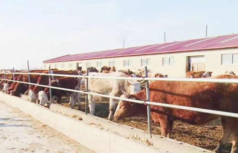 次氯酸水在畜牧养殖领域发挥着除臭消毒功效