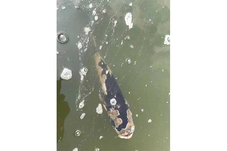 鱼腐蚀图片 鱼腐蚀图片