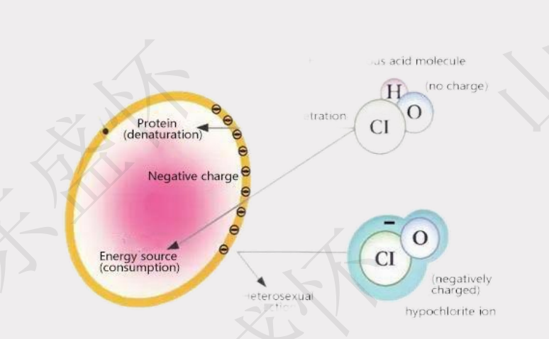次氯酸水除臭原理图