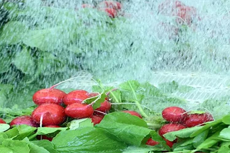 次氯酸发生器果蔬清洗 次氯酸发生器果蔬清洗